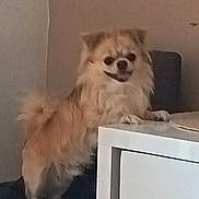 Bobby participe au concours pour gagner de l'argent avec cette photo : dog, small_dog, fluffy, indoor, furniture, white_furniture, curious, standing, pet, animal, light_brown, beige, long_hair, paw, face, ears, tail, companion, cute, domestic