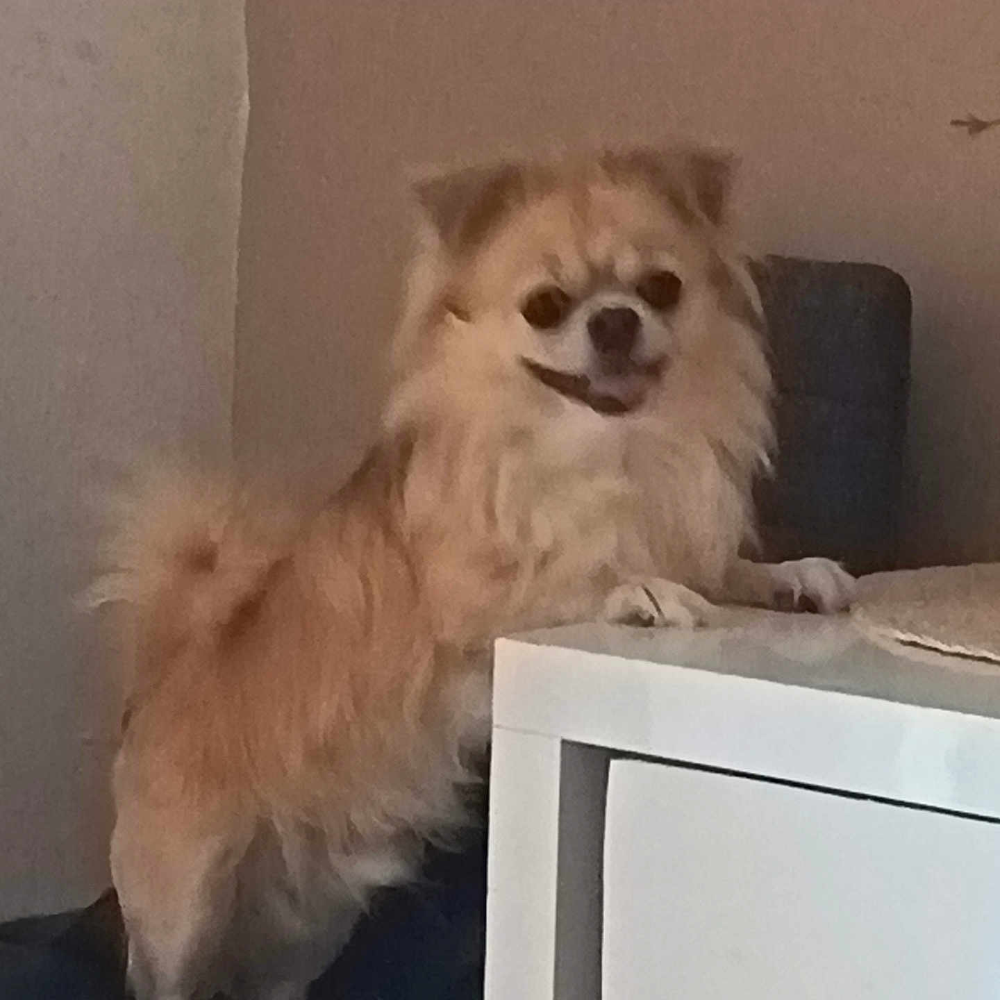 Bobby participe au concours pour gagner de l'argent avec cette photo : animal, beige, companion, curious, cute, dog, domestic, ears, face, fluffy, furniture, indoor, light_brown, long_hair, paw, pet, small_dog, standing, tail, white_furniture