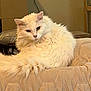 cat, white_cat, fluffy, pet, indoor, quilted_blanket, furniture, cozy, relaxed, animal, feline, resting, home, fur, cute, looking_back, calm, soft_lighting, beige, quiet