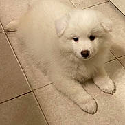 Sweet Pea joined the competition — help win amazing prizes! adorable, animal, canine, companion, cute, dog, domestic, fluffy, fur, indoor, laying_down, looking_up, pet, puppy, quiet, resting, small, tile_floor, white, young