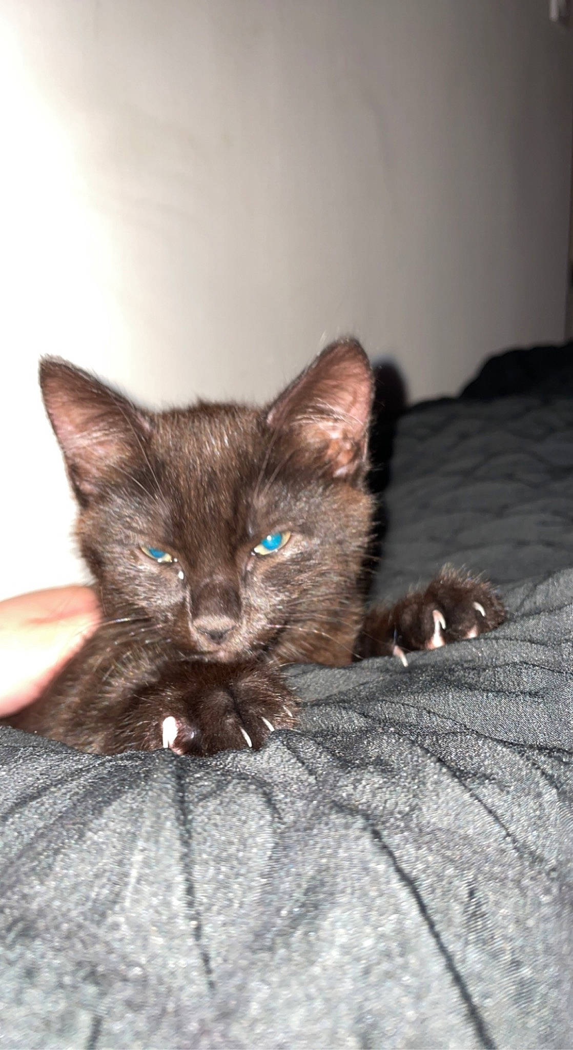 Black a rejoint le concours — aidez-le/la à gagner de superbes lots ! black_cat, bombay, carnivore, cat, claw, comfort, domestic_short_haired_cat, ear, fawn, felidae, fur, liver, small_to_medium_sized_cats, snout, terrestrial_animal, whiskers