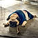 Pugsley