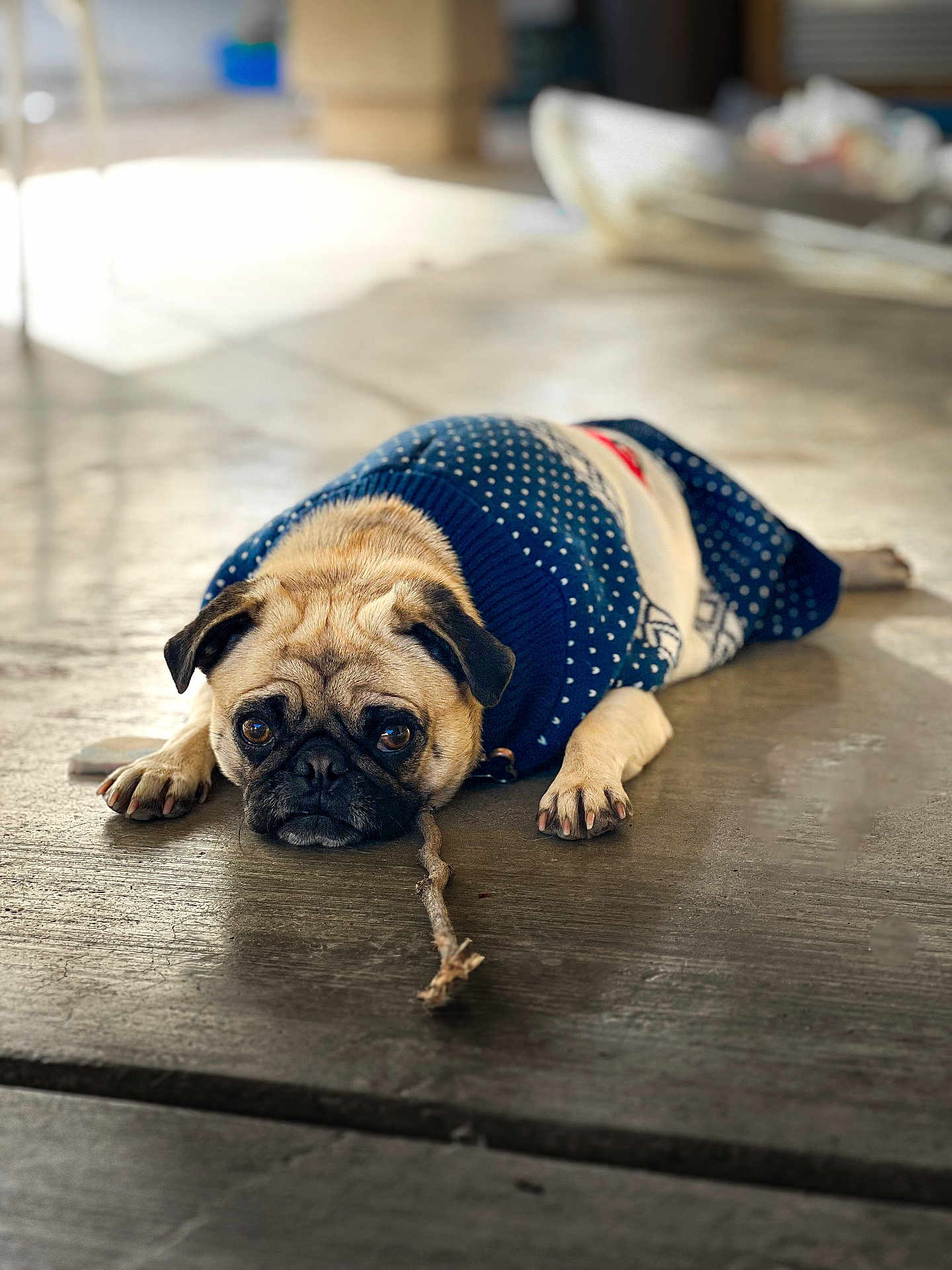 Pugsley