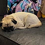 Pugsley joined the competition — help win amazing prizes! dog, pug, sleeping, couch, blanket, indoor, pet, animal, resting, cozy, fur, small_dog, face, ears, tail, furniture, relaxation, domestic, cute, companion