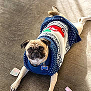Pugsley is registered to the contest to win money with this photo: pug, dog, sweater, blue, red, white, concrete_floor, chalk, stick, pet, animal, cute, lying_down, indoor, collar, tag, looking_up, playful, festive, portrait
