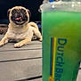 animal, beverage, blurred_foreground, canine, companion, cute, dog, drink, green_drink, happy, leisure, night, outdoor, pet, plastic_cup, pug, resting, straw, table, tongue_out