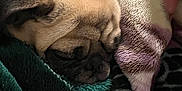 Pugsley joined the competition — help win amazing prizes! dog, pug, sleeping, blanket, cozy, fur, pet, animal, indoors, resting, cute, snuggled, soft, brown, black, closeup, face, comfortable, relaxed, warm