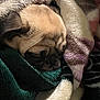 animal, black, blanket, brown, closeup, comfortable, cozy, cute, dog, face, fur, indoors, pet, pug, relaxed, resting, sleeping, snuggled, soft, warm