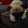 animal, close_up, companion, couch, cozy, cute, dog, domestic_animal, face, fur, gray_couch, indoor, paw, pet, plush_toy, pug, red_toy, relaxed, resting, sleepy