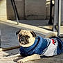 Pugsley is registered to the contest to win money with this photo: dog, pug, pet, animal, sweater, clothing, laying_down, sunlight, outdoor, concrete, cute, small_dog, fawn_color, short_hair, ears, tail, collar, relaxed, daylight, portrait