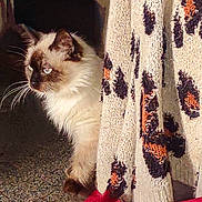Oliver is registered to the contest to win money with this photo: adult, angora, animal, blanket, butterfly, cat, face, female, head, insect, invertebrate, kitten, manx, person, pet, quilt, siamese, woman