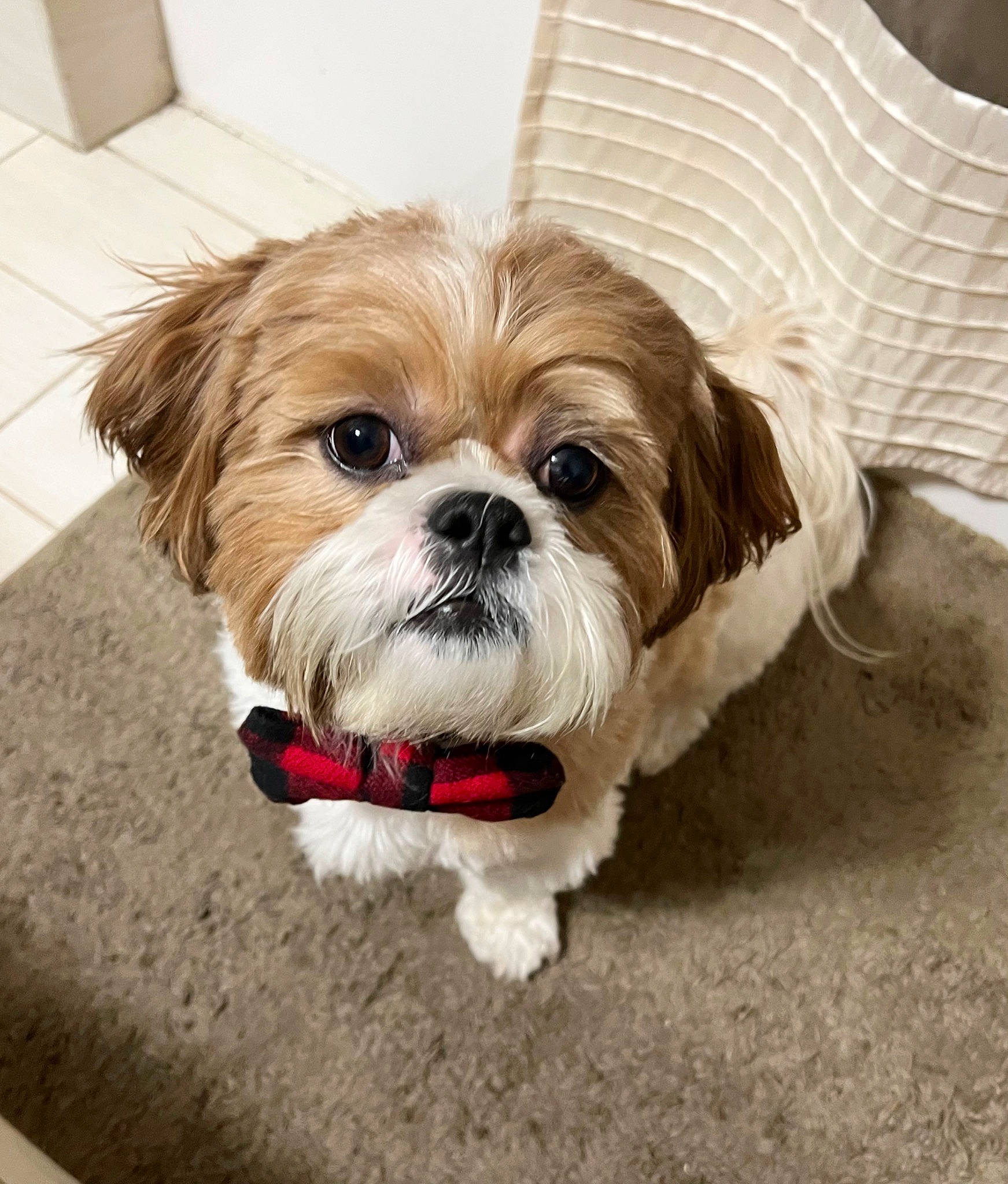 Benji is registered to the contest to win money with this photo: biewer_terrier, canidae, carnivore, companion_dog, dog, dog_breed, dog_supply, fawn, fur, liver, mal_shi, maltepoo, puppy_love, shih_tzu, small_terrier, snout, sporting_group, terrier, toy_dog, working_animal