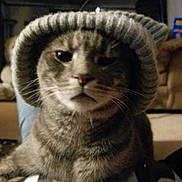 Raven joined the competition — help win amazing prizes! cat, tabby, hat, knitted, animal, pet, indoor, cozy, feline, cute, portrait, face, whiskers, fur, domestic, resting, closeup, expression, home, soft