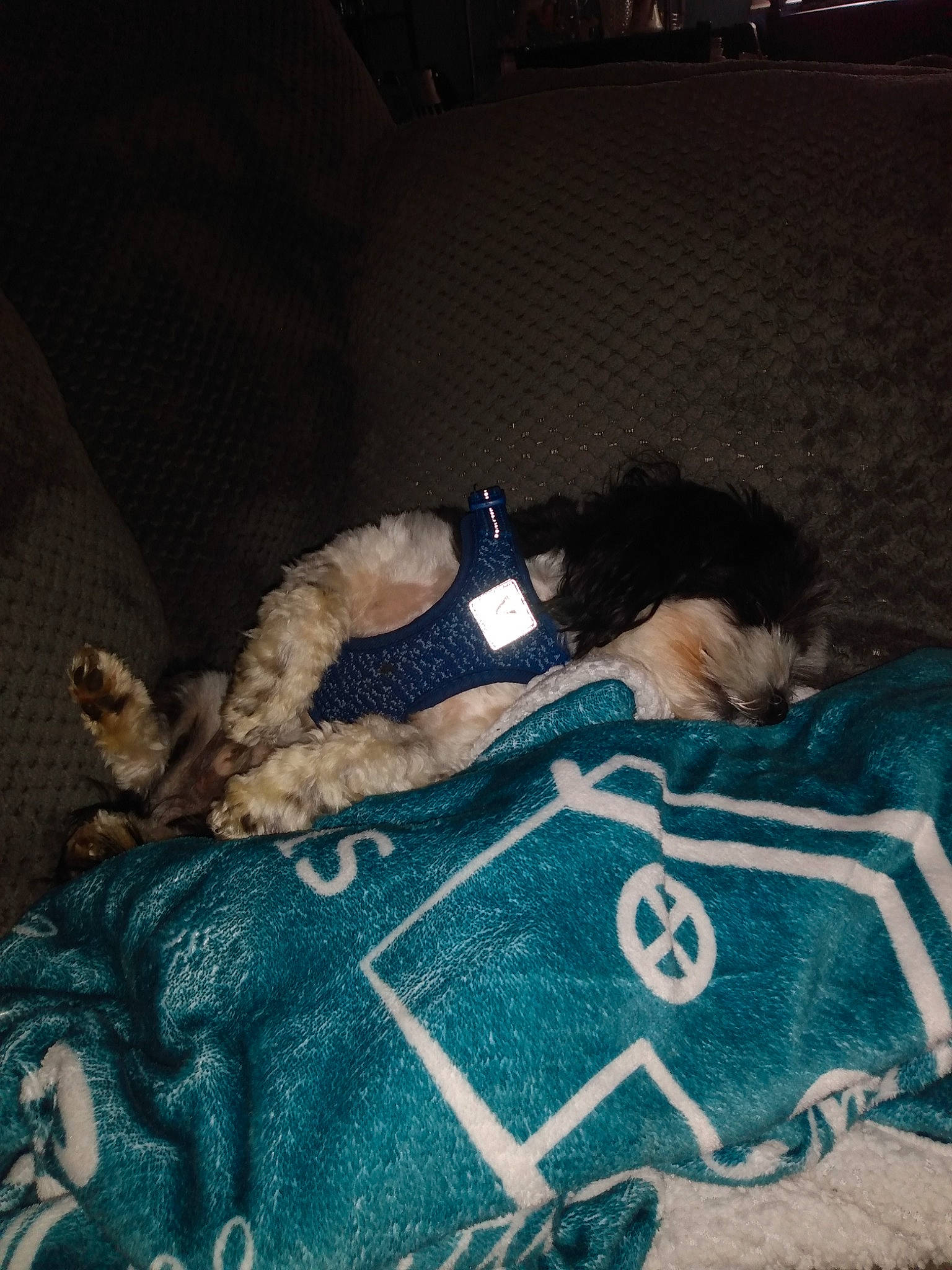 Blue is registered to the contest to win money with this photo: carnivore, comfort, companion_dog, dog, dog_breed, electric_blue, felidae, fur, human_leg, linens, pattern, personal_protective_equipment, sleeve, small_to_medium_sized_cats, sporting_group, sportswear, stuffed_toy, t_shirt, textile, tints_and_shades