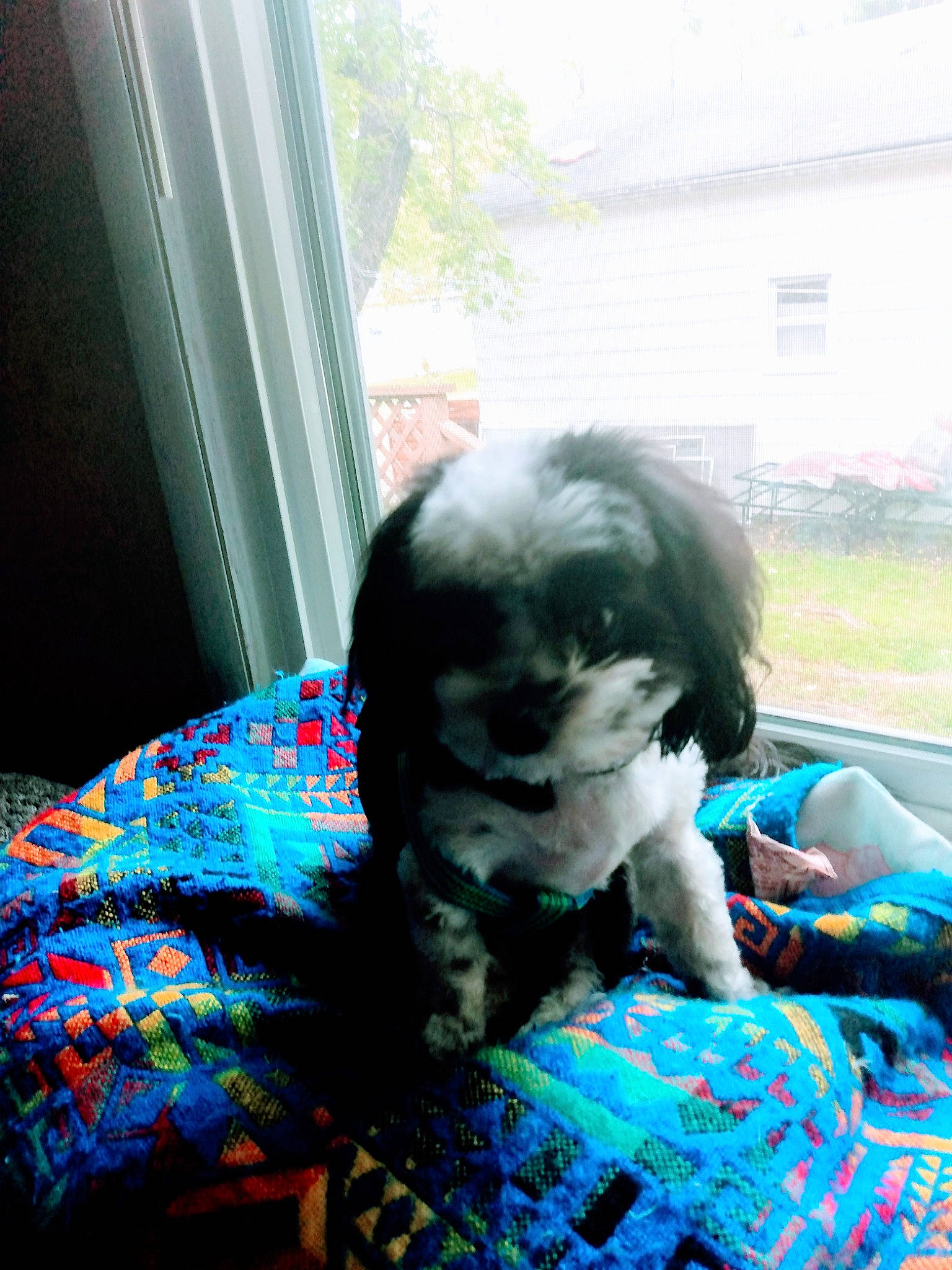 Blue is registered to the contest to win money with this photo: azure, companion_dog, costume, electric_blue, eyewear, fawn, felidae, fur, grass, pattern, plaid, plant, sunglasses, tail, textile, tints_and_shades, toy, tree, wig, window