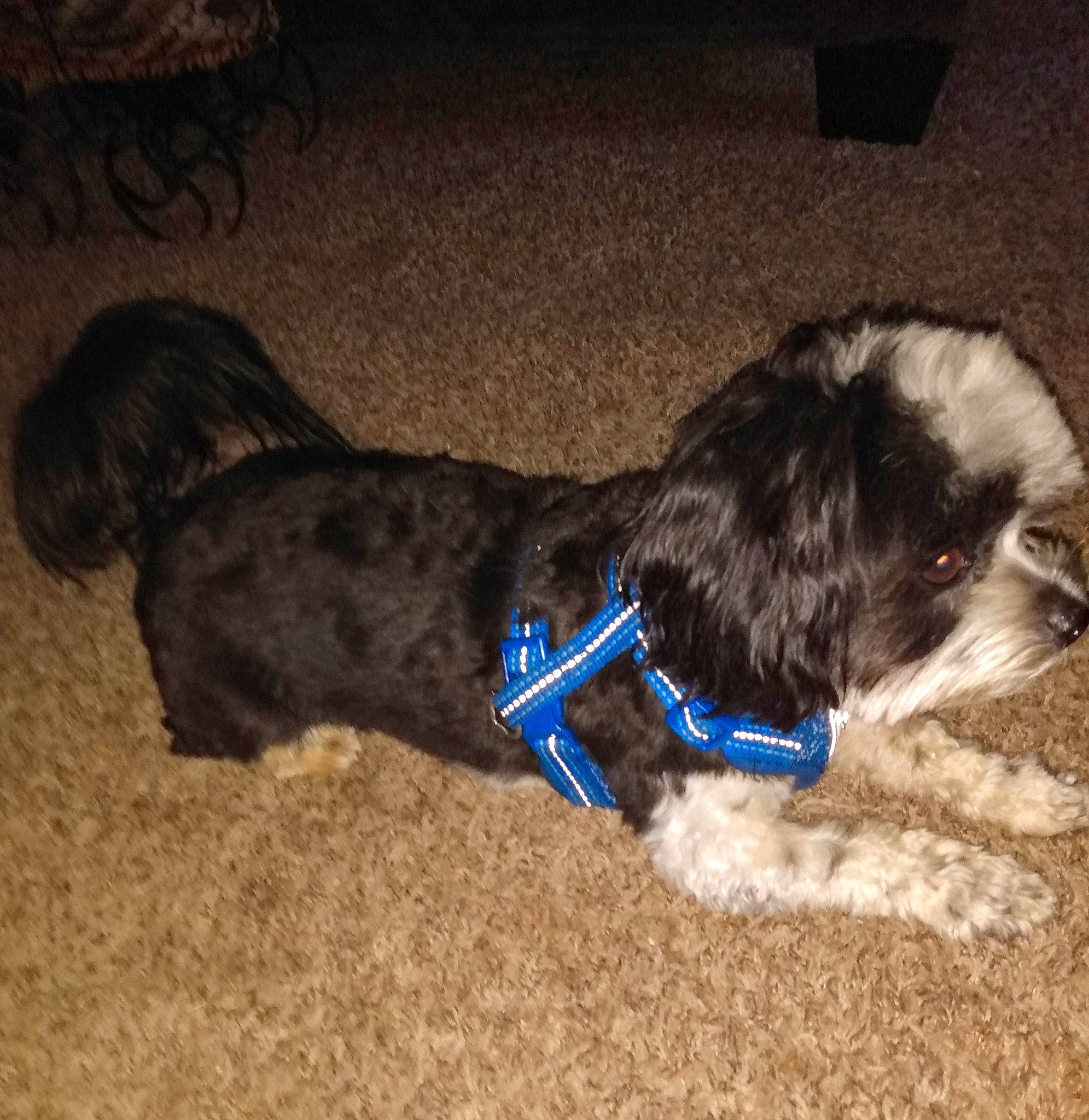 Blue joined the competition — help win amazing prizes! canidae, carnivore, collar, companion_dog, dog, dog_breed, dog_collar, dog_supply, fawn, felidae, fur, liver, pet_supply, snout, sporting_group, tail, terrier, toy_dog, water_dog, working_animal