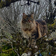 Reyna participe au concours pour gagner de l'argent avec cette photo : alert, animal, branch, cat, closeup, daylight, feline, fluffy, forest, fur, green_eyes, moss, nature, outdoor, pet, standing, tabby_cat, tree_branch, whiskers, wildlife