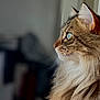 Reyna a rejoint le concours — aidez-le/la à gagner de superbes lots ! animal_portrait, blue_eyes, calm, cat, close_up, curious, domestic_animal, feline, fluffy, focused, indoor, long_hair, natural_light, pet, profile, serene, side_view, soft_light, whiskers, window_light