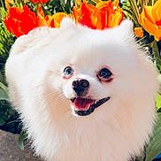Tchikita a rejoint le concours — aidez-le/la à gagner de superbes lots ! animal, closeup, cute, dog, face, flower, fluffy, fur, garden, happy, nature, orange, outdoor, pet, small_dog, smiling, spring, sunlight, tulip, white