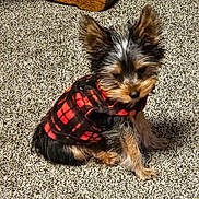 Mickey is registered to the contest to win money with this photo: dog, small_dog, puppy, plaid_jacket, red, black, carpet, indoor, furniture_leg, tennis_ball, pet, fur, ears, sitting, animal, domestic_animal, cute, playful, young_dog, canine