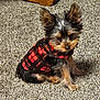 dog, small_dog, puppy, plaid_jacket, red, black, carpet, indoor, furniture_leg, tennis_ball, pet, fur, ears, sitting, animal, domestic_animal, cute, playful, young_dog, canine
