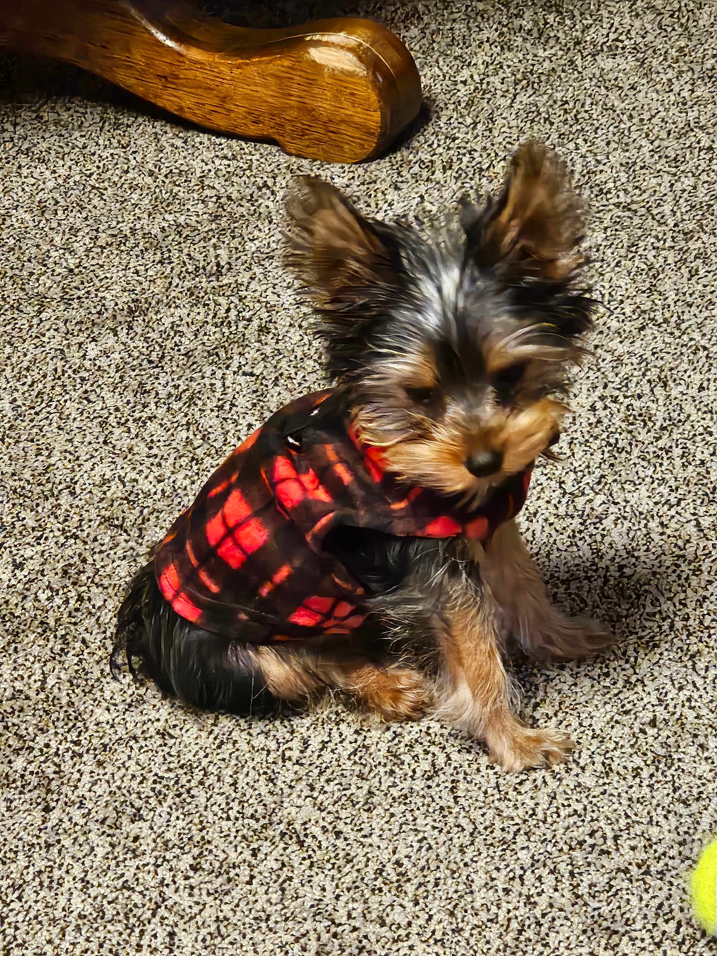 Mickey is registered to the contest to win money with this photo: dog, small_dog, puppy, plaid_jacket, red, black, carpet, indoor, furniture_leg, tennis_ball, pet, fur, ears, sitting, animal, domestic_animal, cute, playful, young_dog, canine