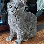 Brucey joined the competition — help win amazing prizes! animal, cat, closeup, curious, decor, domestic_animal, ears, eyes, feline, figurine, fur, glass_shelf, gray_cat, indoor, kitten, pet, sitting, whiskers, wooden_floor, young_cat