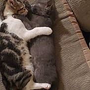 Devil And Diva joined the competition — help win amazing prizes! cat, close_up, companionship, cozy, cuddling, cushion, domestic_animal, fur, gray_cat, indoor, kitten, nap, paws, pet, sleeping, snuggling, sofa, tabby_cat, two_cats, whiskers