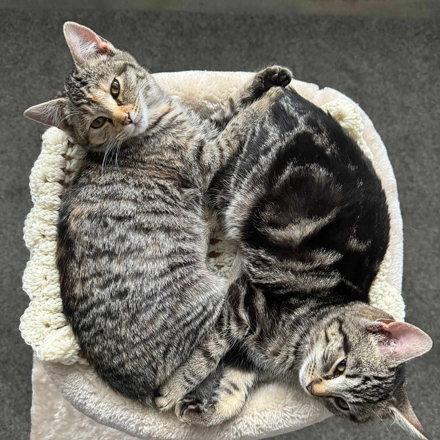 Suki And Santi is registered to the contest to win money with this photo: animal, bed, cat, cat_tree, companion, cozy, cute, domestic_cat, feline, fur_pattern, indoor, pair, pet, relaxed, resting, sleeping, snuggling, soft, tabby_cat, two_cats
