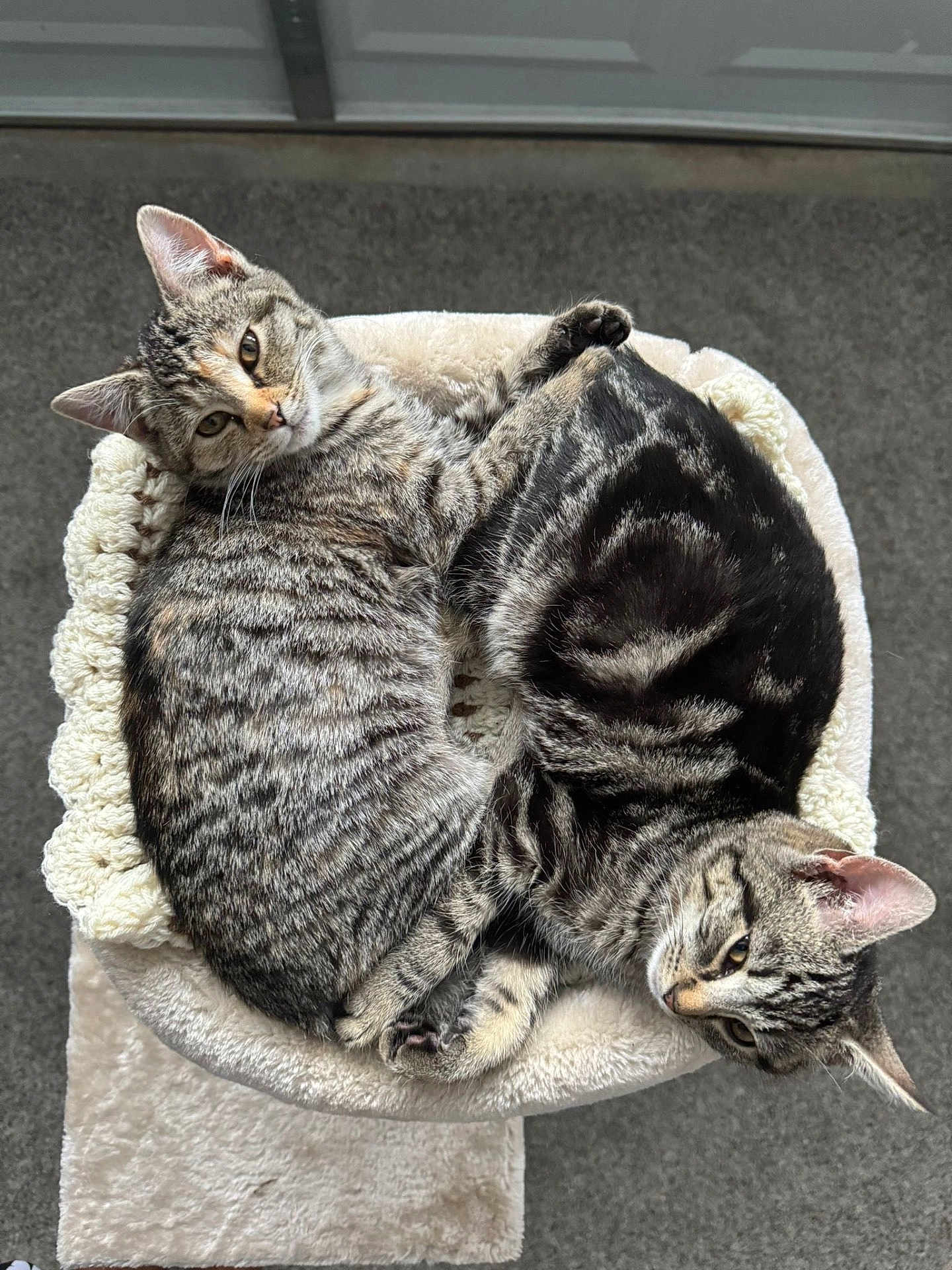 Suki And Santi is registered to the contest to win money with this photo: animal, bed, cat, cat_tree, companion, cozy, cute, domestic_cat, feline, fur_pattern, indoor, pair, pet, relaxed, resting, sleeping, snuggling, soft, tabby_cat, two_cats