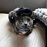 cat, gray_cat, green_eyes, socks, hat, bed, blanket, indoor, pet, whiskers, curious, feline, collar, bell, soft_light, cozy, resting, close_up, cute, animal