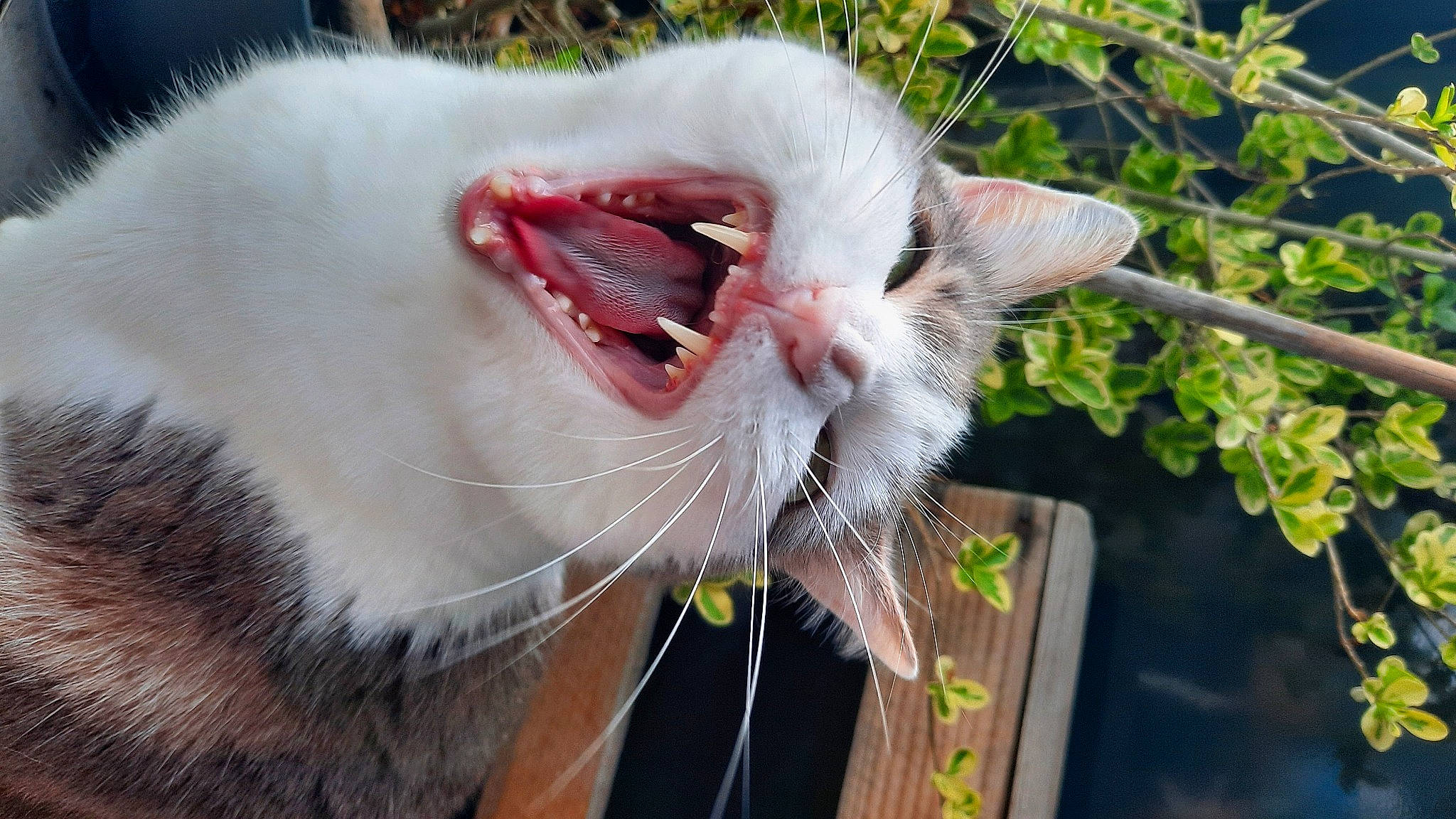 Moustique participe au concours pour gagner de l'argent avec cette photo : carnivore, cat, collar, domestic_short_haired_cat, fang, fawn, felidae, fur, grass, jaw, plant, roar, small_to_medium_sized_cats, snout, tail, terrestrial_animal, whiskers, wildlife, window, yawn