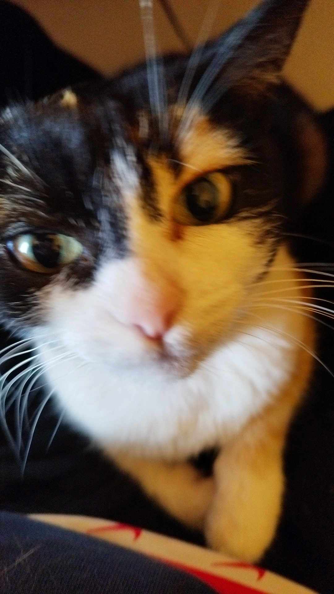 Minette a rejoint le concours — aidez-le/la à gagner de superbes lots ! cat, close_up, whiskers, feline, curious, face, eyes, black_and_white, pet, animal, fur, indoor, nose, portrait, cute, mammal, domestic, soft, blur, head