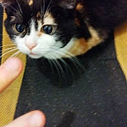 Minette a rejoint le concours — aidez-le/la à gagner de superbes lots ! cat, curious, close_up, fingers, striped, yellow, black, white, orange, whiskers, pet, animal, indoor, fur, looking_up, soft_focus, domestic, cute, portrait, striped_surface