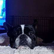 Bouboule participe au concours pour gagner de l'argent avec cette photo : dog, black_and_white, french_bulldog, pet, resting, blanket, cozy, indoor, face, ears, nose, fur, close_up, expression, soft_texture, dim_light, background, cage, watching, quiet