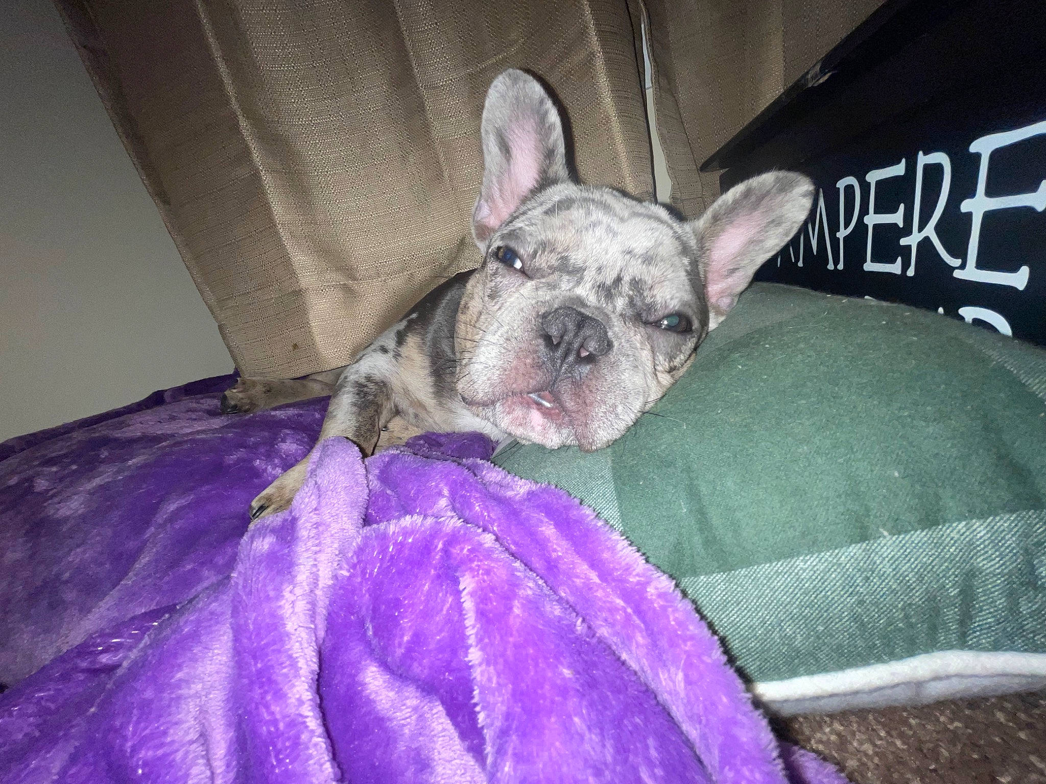 Mylo is registered to the contest to win money with this photo: canidae, carnivore, comfort, companion_dog, dog, dog_breed, dog_supply, ear, fawn, fur, grey, linens, magenta, non_sporting_group, snout, sporting_group, terrestrial_animal, toy_dog, whiskers, wrinkle