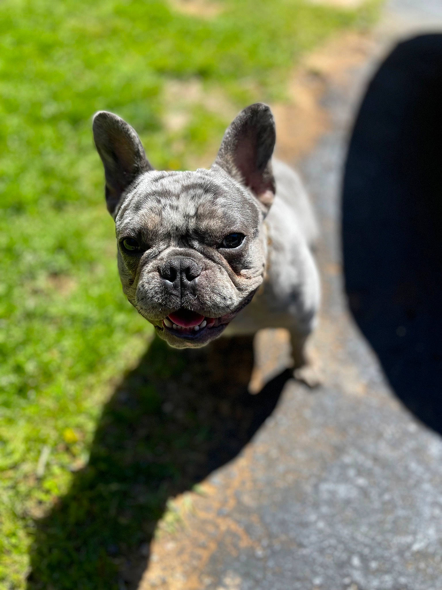 Mylo joined the competition — help win amazing prizes! art, bulldog, canidae, carnivore, companion_dog, dog, dog_breed, ear, eye, fawn, grass, snout, sporting_group, tail, terrestrial_animal, toy_dog, whiskers, wildlife, working_animal, wrinkle