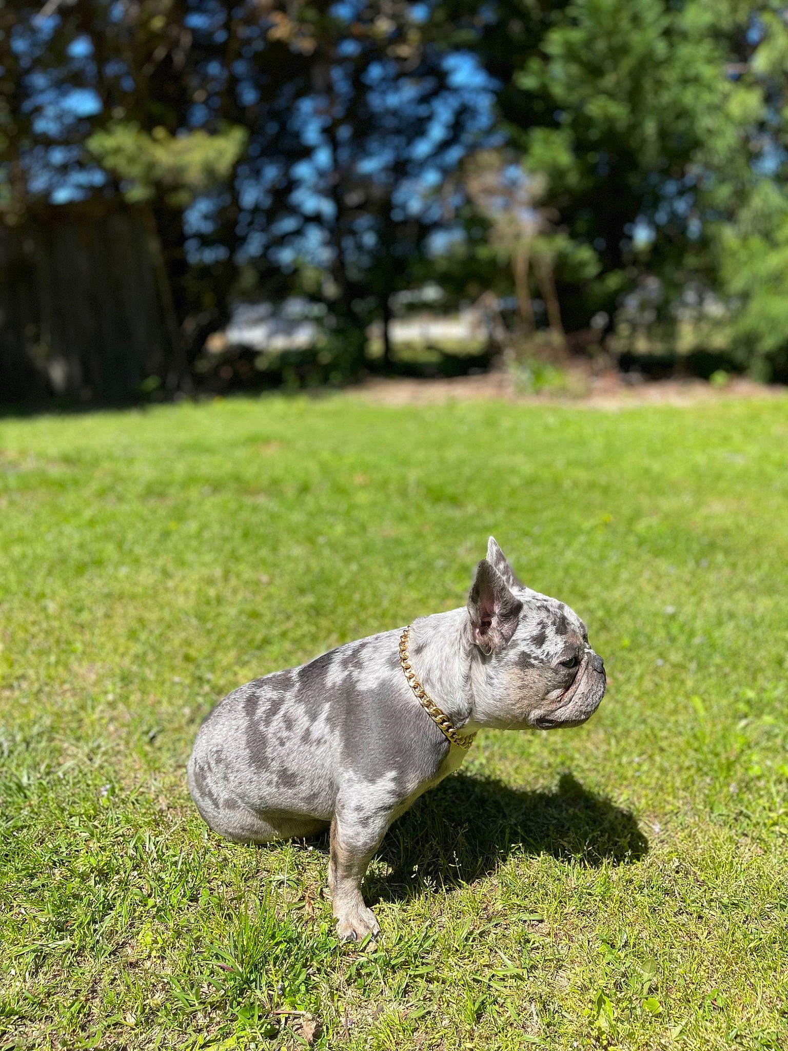 Mylo is registered to the contest to win money with this photo: art, carnivore, companion_dog, dog, dog_breed, fawn, grass, grassland, groundcover, lawn, non_sporting_group, pasture, plant, soil, tail, terrestrial_animal, tree, whiskers