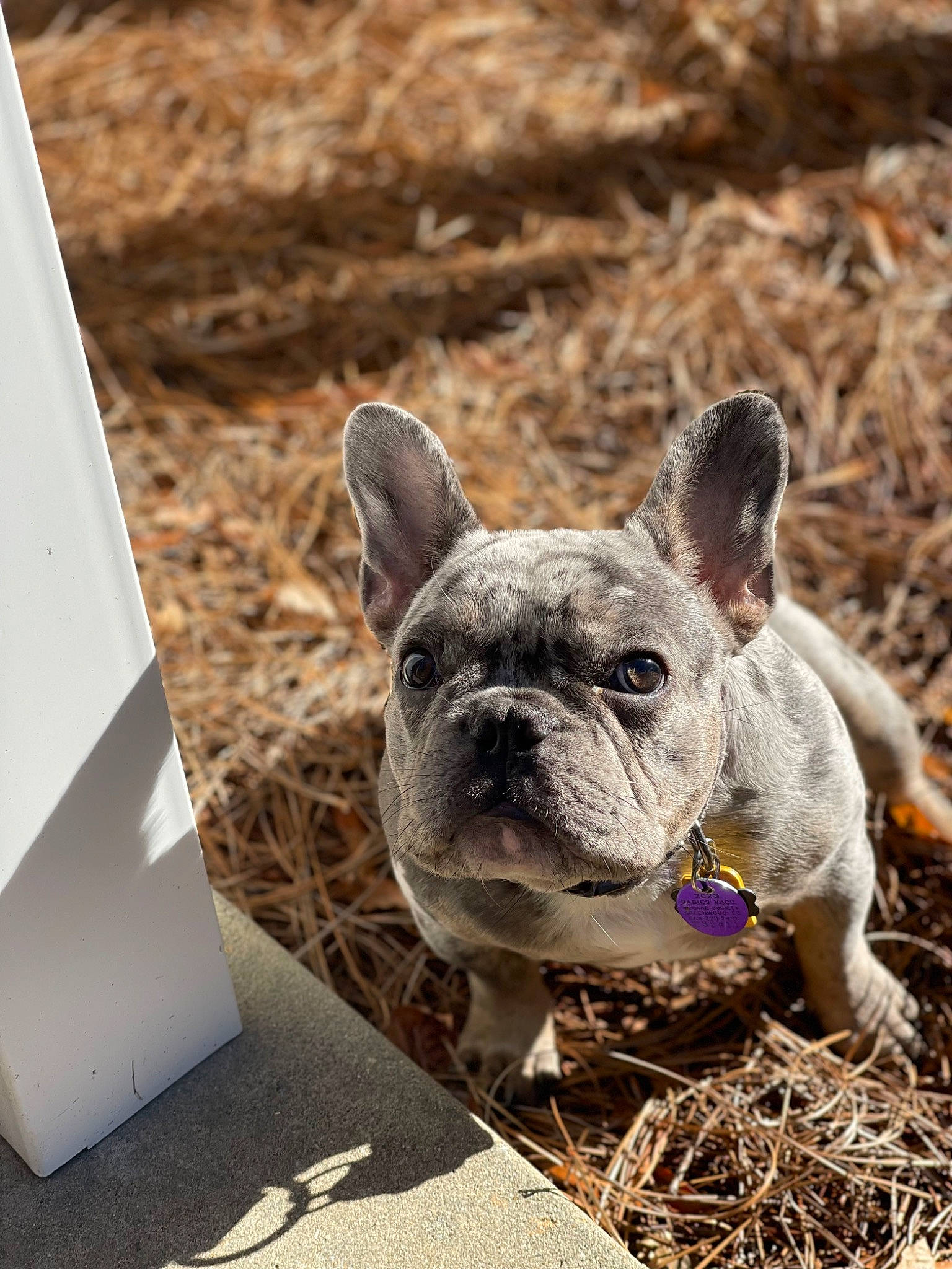 Mylo is registered to the contest to win money with this photo: bulldog, canidae, carnivore, companion_dog, dog, dog_breed, ear, fawn, french_bulldog, grass, non_sporting_group, snout, soil, sporting_group, terrestrial_animal, toy_dog, whiskers, working_animal, wrinkle