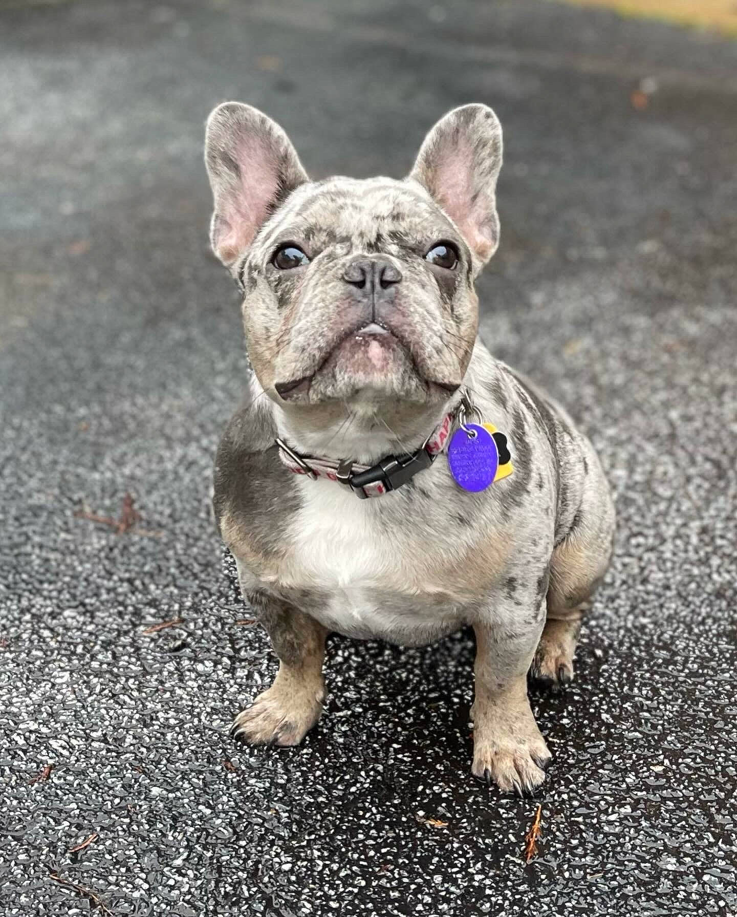 Mylo is registered to the contest to win money with this photo: bulldog, canidae, carnivore, collar, companion_dog, dog, dog_breed, dog_collar, ear, fawn, grass, human_body, leash, road_surface, snout, sporting_group, terrestrial_animal, whiskers, working_animal, wrinkle