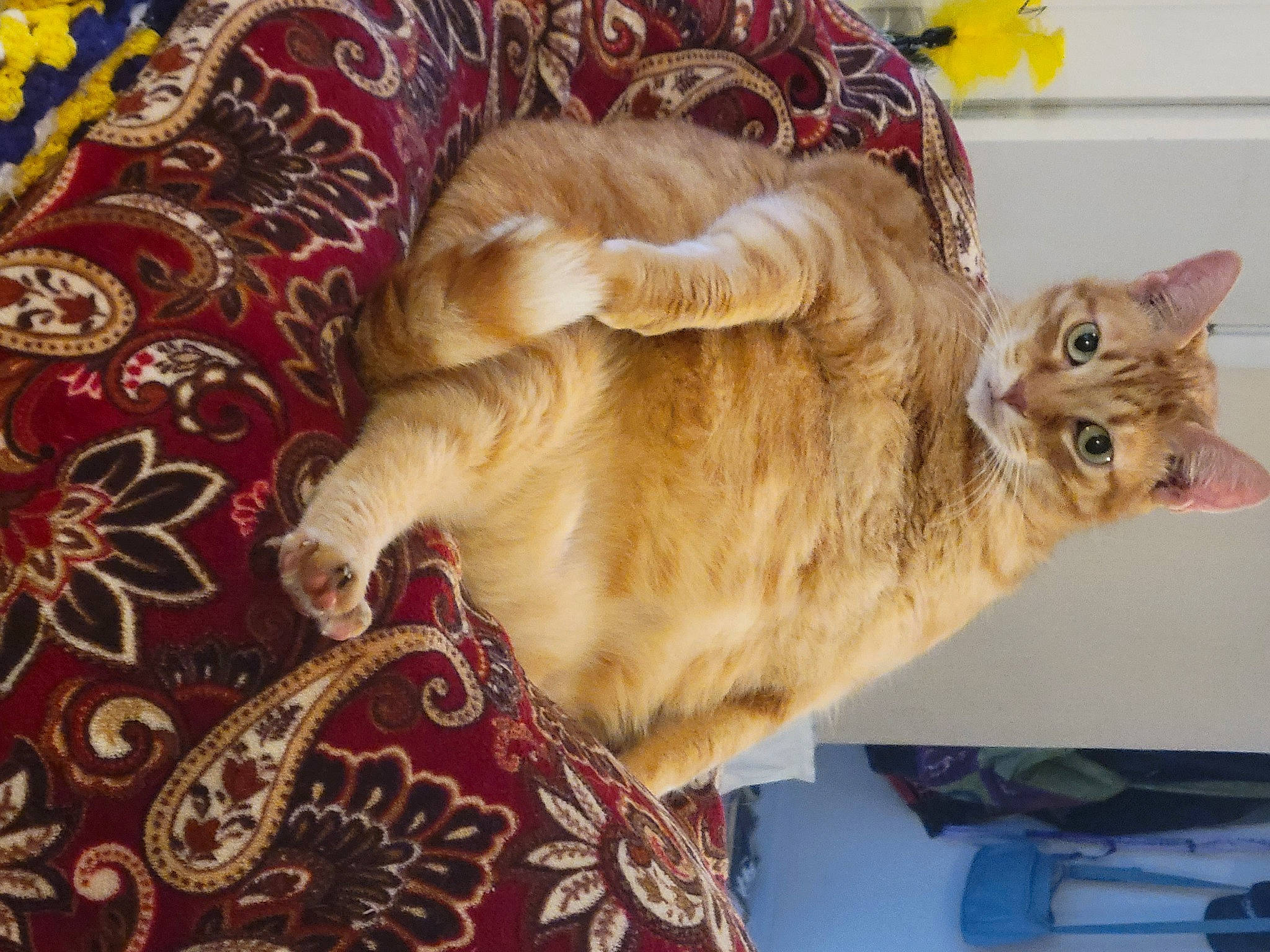 Gus is registered to the contest to win money with this photo: carnivore, carpet, cat, claw, comfort, companion_dog, domestic_short_haired_cat, fawn, felidae, fur, nap, pattern, paw, small_to_medium_sized_cats, tail, tree, whiskers, wood