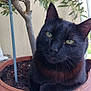 black_cat, cat, plant_pot, terracotta_pot, green_eyes, indoor_plant, tree, soil, whiskers, pet, feline, closeup, animal, nature, leafy, relaxed, cute, curious, outdoor, portrait