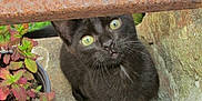 Osiris a rejoint le concours — aidez-le/la à gagner de superbes lots ! cat, black_cat, animal, pet, outdoor, plant, potted_plant, rust, metal_bar, green_eyes, curious, whiskers, concrete, nature, closeup, looking_up, feline, small_space, sidewalk, young_cat