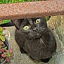 cat, black_cat, animal, pet, outdoor, plant, potted_plant, rust, metal_bar, green_eyes, curious, whiskers, concrete, nature, closeup, looking_up, feline, small_space, sidewalk, young_cat