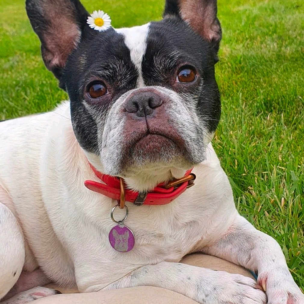 Malhia participe au concours pour gagner de l'argent avec cette photo : animal, backyard, bostonbull, bulldog, canine, dog, flower, frenchbulldog, grass, herbal, herbs, lawn, leaf, nature, outdoors, pet, plant, pottedplant, puppy, yard