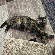 Pickles joined the competition — help win amazing prizes! cat, tortoiseshell, feline, pet, carpet, rug, texture, indoor, animal, relaxed, stretched_out, fur, whiskers, ears, eyes, floor, cozy, curious, domestic, cute