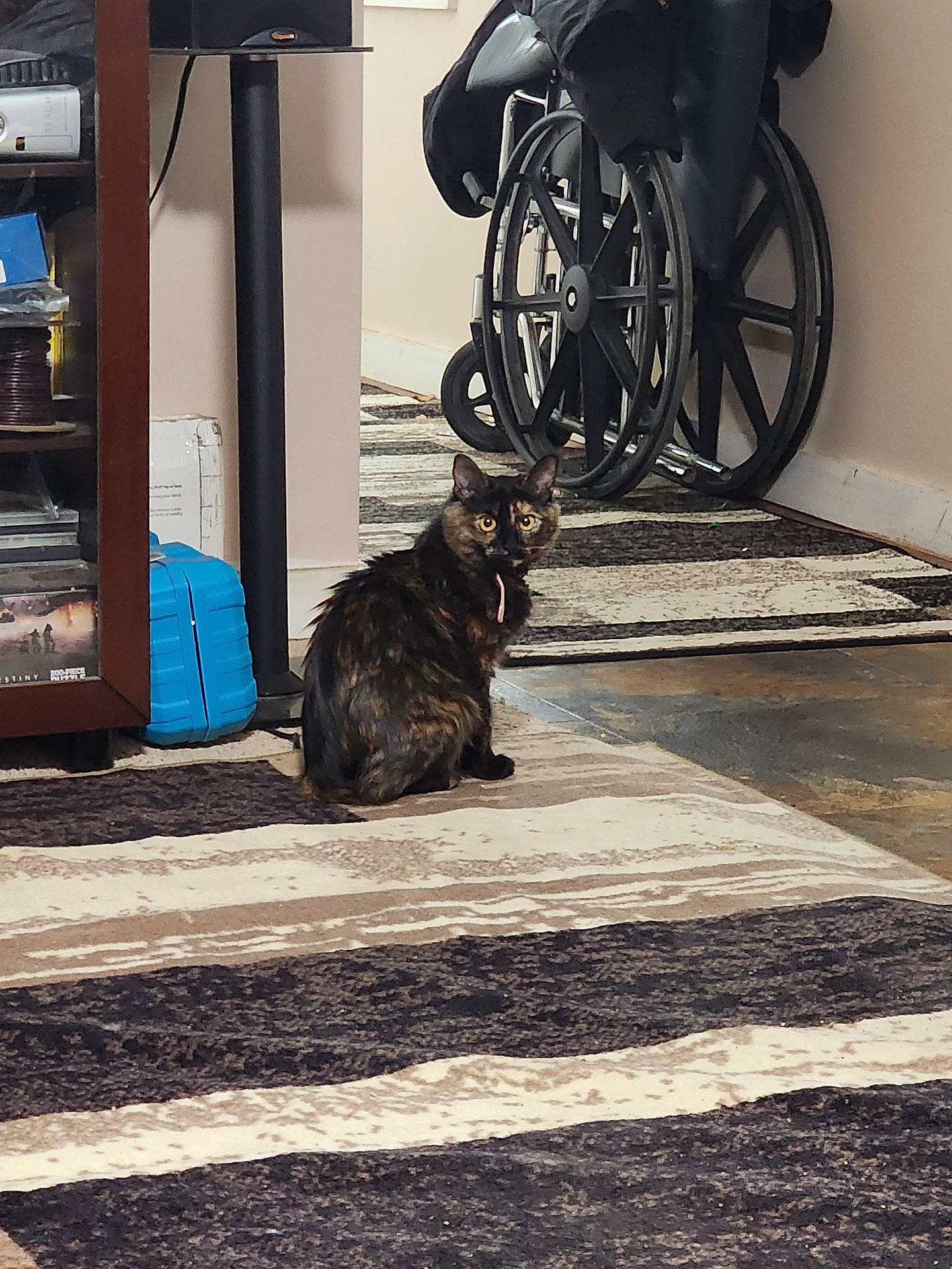 Pickles joined the competition — help win amazing prizes! animal, carpet, cat, cozy, curious, domestic_cat, floor, furniture, home, indoor, looking_back, patterned_rug, pet, room, shelf, sitting, tortoiseshell_cat, wall, wheelchair, yellow_eyes