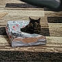 Pickles is registered to the contest to win money with this photo: cat, tortoiseshell_cat, bag, carpet, indoor, pet, animal, curious, wide_eyes, floor, home, playful, feline, resting, cozy, domestic, patterned_carpet, crinkled_bag, closeup, relaxed