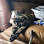 Pickles joined the competition — help win amazing prizes! cat, tortoiseshell_cat, sleeping, couch, leather_couch, purse, fabric, indoor, relaxing, pet, feline, resting, home, cozy, table, marble_table, animal, fur, whiskers, domestic_animal