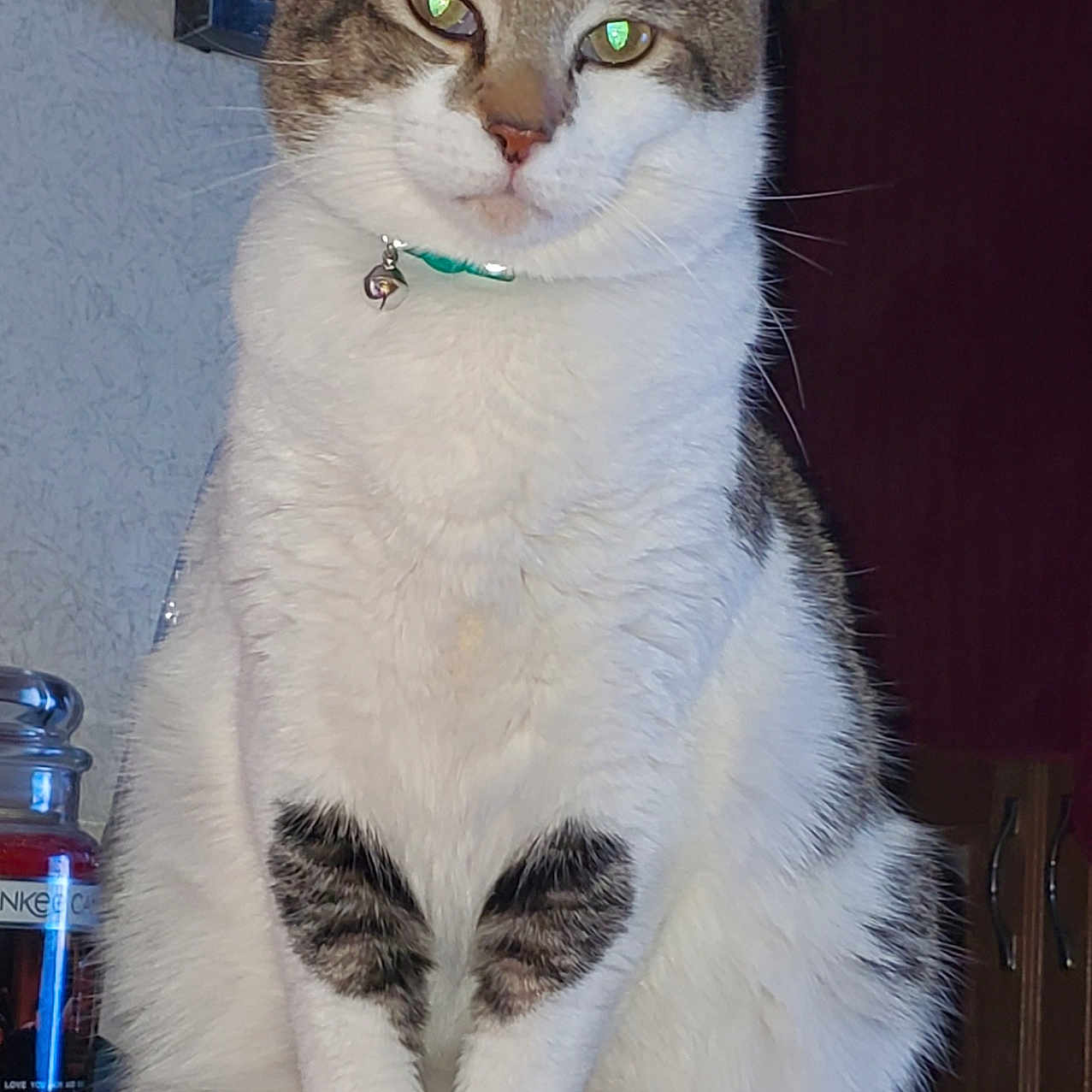 Jrr joined the competition — help win amazing prizes! animal, bell, calm, cat, closeup, collar, cute, domestic_cat, eyes_reflection, feline, fur_pattern, furniture, household, indoor, pet, portrait, sitting, tabby, white_fur, wooden_surface